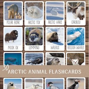 Puede incluir: Un juego de 30 tarjetas didácticas de animales árticos. Cada tarjeta presenta un animal diferente, como un oso polar, un zorro ártico, una liebre ártica, un caribú, un buey almizclero, un lemming, una morsa y una beluga.