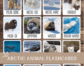 Winter Arctic Animal Flashcards: Kids' Unit Study