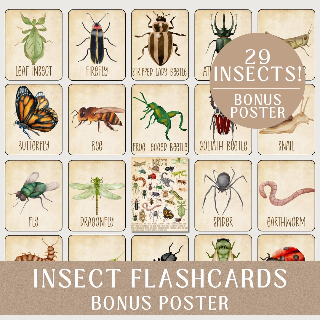 Insect Printable Flashcards for Preschool Toddler Nature Study - Bug ...