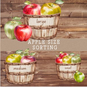 May include: Watercolor illustration of apple size sorting. Three wooden bushel baskets labeled "large", "medium", and "small" are filled with red, green, and yellow apples. The text "APPLE SIZE SORTING" is displayed.