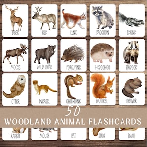 Könnte beinhalten: Set mit 50 Waldtier-Lernkarten. Jede Karte zeigt eine Aquarellillustration eines Waldtieres, darunter ein Hirsch, ein Elch, ein Luchs, ein Waschbär, ein Stinktier, ein Elch, ein Wildschwein, ein Stachelschwein, ein Igel und ein Dachs.