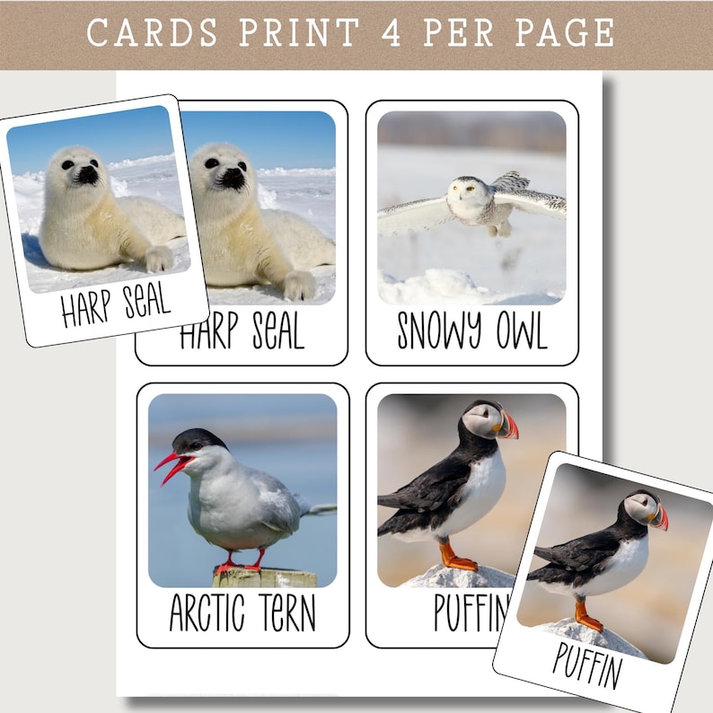 May include: A set of educational cards featuring wildlife. The cards display images of a harp seal, snowy owl, arctic tern, and puffin. Each card has the animal's name printed in a bold font. The text "CARDS PRINT 4 PER PAGE" is at the top.