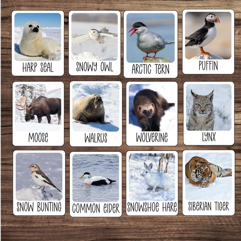 May include: A collection of twelve square cards featuring various arctic animals. Each card displays a photograph of a different animal, including a harp seal, snowy owl, arctic tern, puffin, moose, walrus, wolverine, lynx, snow bunting, common eider, snowshoe hare, and Siberian tiger.