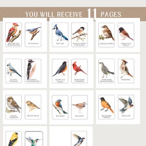 May include: A collection of 11 pages featuring watercolor illustrations of various North American birds, including a Red-Bellied Woodpecker, Blue Jay, and Northern Cardinal. The text "YOU WILL RECEIVE 11 PAGES" is at the top.