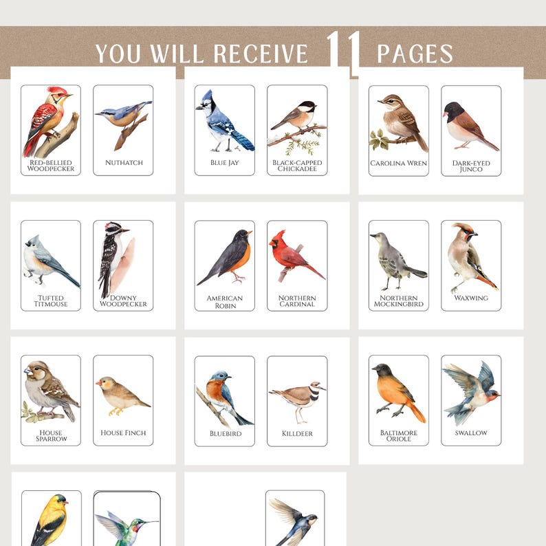 May include: A collection of 11 pages featuring watercolor illustrations of various North American birds, including a Red-Bellied Woodpecker, Blue Jay, and Northern Cardinal. The text "YOU WILL RECEIVE 11 PAGES" is at the top.