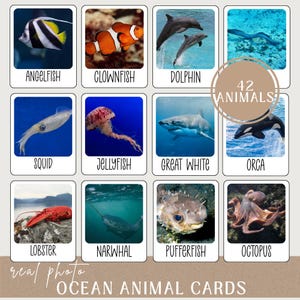42 Ocean Animal Flashcards Printable Pre-k Ocean Study Unit - Sea Life Ocean Animals Vocabulary Cards - Ocean Animals Montessori Activity