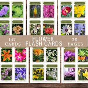 Peut inclure: Un ensemble de cartes flash de fleurs présentant diverses fleurs, notamment de l'agératum, de l'ail et de la jonquille. Les cartes sont disposées en rangées et en colonnes, avec le texte "FLOWER FLASH CARDS" et les chiffres "147 CARDS" et "38 PAGES".