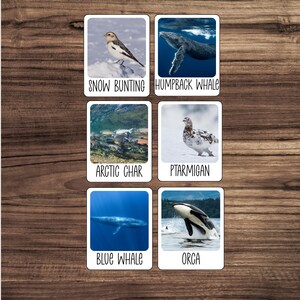 May include: Six square cards with images of wildlife, including a snow bunting, humpback whale, arctic char, ptarmigan, blue whale, and orca. Each card has the animal's name in white text at the bottom. The cards are arranged on a wooden surface.