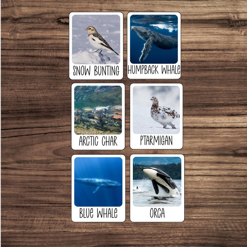 May include: Six square cards with images of wildlife, including a snow bunting, humpback whale, arctic char, ptarmigan, blue whale, and orca. Each card has the animal's name in white text at the bottom. The cards are arranged on a wooden surface.