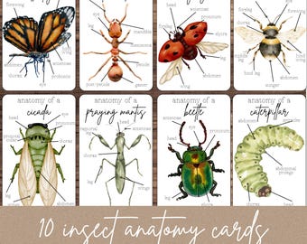 Insect Anatomy Flashcards: Bug Science STEM Activity (Digital Download)