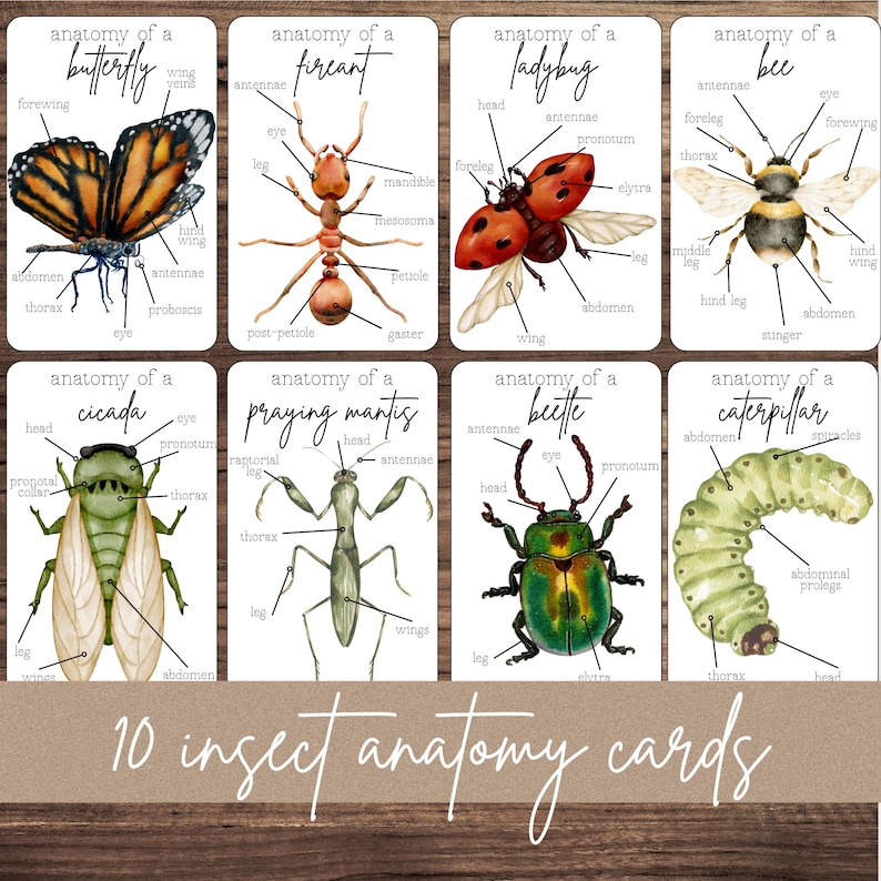 Label The Insect Insect Anatomy Flashcards: Bug Science STEM Activity (digital Download ...