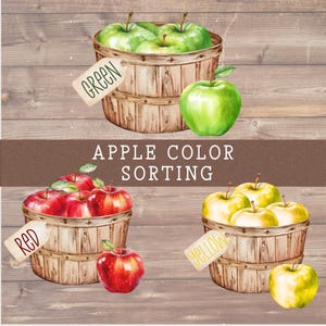 Pode incluir: Ilustração em aquarela de classificação de cores de maçãs. Três cestos de madeira são preenchidos com maçãs verdes, vermelhas e amarelas. Cada cesto tem uma etiqueta com o nome da cor. O texto "APPLE COLOR SORTING" está no centro.