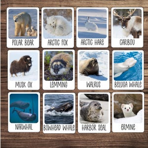 May include: A collection of animal cards featuring various Arctic and sub-Arctic wildlife. The cards display images of a polar bear with cubs, an arctic fox, an arctic hare, a caribou, a musk ox, a lemming, a walrus, a beluga whale, a narwhal, a bowhead whale, a harbor seal, and an ermine.