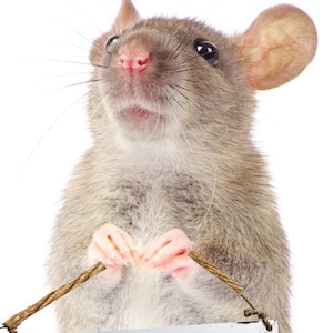 May include: A brown rat holding a small chalkboard sign with the text "I'm Always Right!" The rat has pink ears and a pink nose. The sign has a silver frame and is suspended by a brown twine.