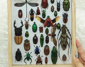 Set Mix Beetle Insect Taxidermy Entomology Wood Box Display Home Decor