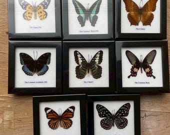 Real Butterfly Taxidermy Display: Framed Insect Wall Decor, Set of 8