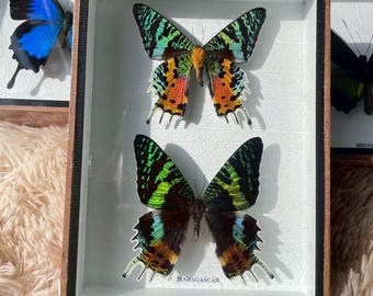 Real MADAGASCAR Butterfly Insect in Wood Box Home Decor