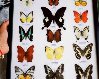 Mix 15 Butterfly Insect Taxidermy Entomology Frame Display Home Decor Collectibles