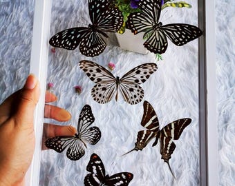 Mix Real Exotic Butterfly Taxidermy Insect Display Double Acrylic frame