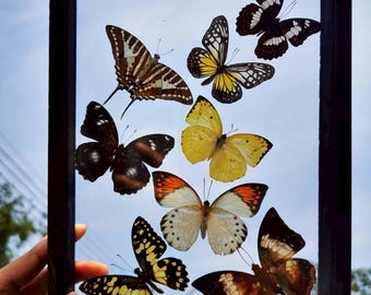 Real Butterfly Taxidermy Display: Black Frame, Double Glass, Home Decor