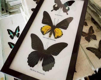 Collection Frame Butterfly Taxidermy Insect Wood Frame Portrait Display Home Decor