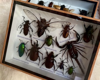 Set Mix Beetle Insect cicada speciosa Taxidermy Entomology Wood Box Display Home Decor