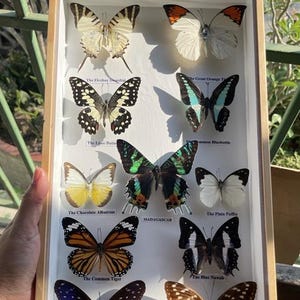 Real Mix 11 Fjäril Insekt Taxidermi I Låda Träram Display Heminredning-Main Madagaskar