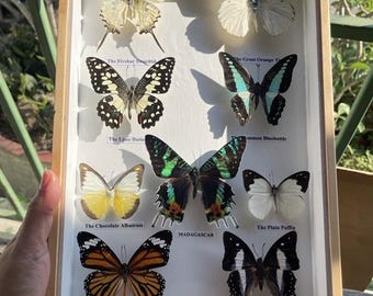 Real Mix 11 Butterfly Insect Taxidermy In Box Wood Frame Display Home Decor-Main Madaguscar