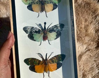 Real Pyrops SP Cicada Taxidermy Insect Frame Picture Home Decor