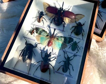 Set Mix Beetle Insect  Taxidermy Entomology Wood Box Display Home Decor