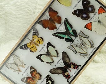 Real Mix 12 Butterfly Insect Taxidermy In Box Wood Frame Display