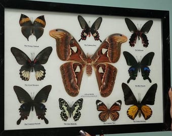 Taxidermy Entomology Frame  Home Decor