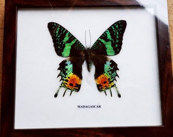 Real Butterfly Madagascar butterfly Set Taxidermy Display Wood Frame