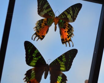 Real MADAGASCAR M&F Butterfly Insect Double Sided Acrylic Glass Display Black Frame
