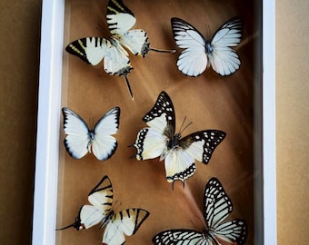 Mix Real Exotic Butterfly Taxidermy Insect Display Double Acrylic frame