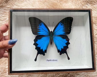 Papilio Ulysses Real butterfly Taxidermy Insect handmade Box frame