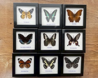 Framed Butterfly Taxidermy Display, Real Insect Wall Decor (Set of 9)