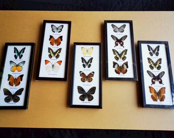 Set Mix Beetle Insect cicada speciosa Taxidermy Entomology Wood Box Display Home Decor