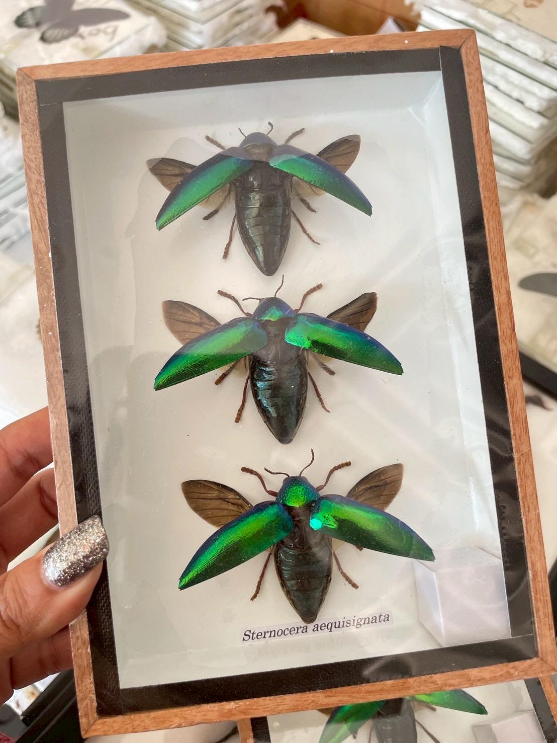 タンザニアのタマムシ　Sternocera tricolor タンザニアのタマムシ Sternocera tricolor Jewel Beetle | Sternocera