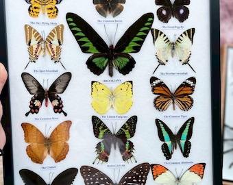 Mix 15 Butterfly Insect Taxidermy Entomology Frame Display Home Decor Collectibles