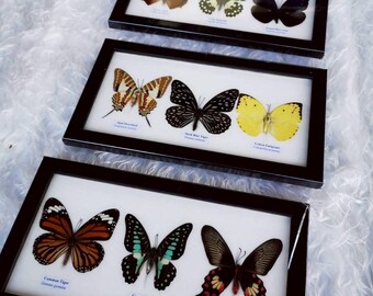 Set 3 Frame Real  Mix Butterfly Insect Taxidermy Display Framed Wall Mount Home