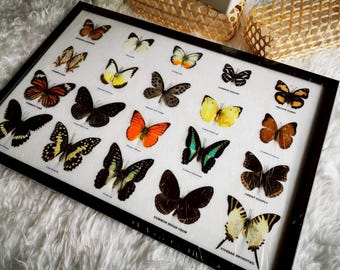 Thai Butterfly Taxidermy Display, Entomology Wall Art, Insect Decor (12x18")