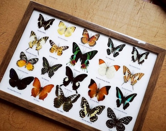 Mix 20 Thai Butterfly Insect Taxidermy Entomology Frame Display Home Decor-Madaguscar
