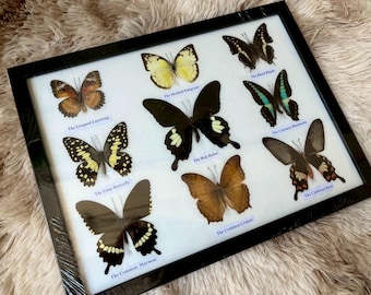 Mix 9 Butterfly Insect Taxidermy Entomology  Frame Display Home Decor