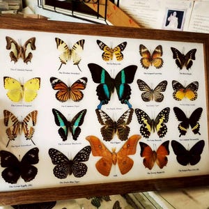 May include: A framed collection of various butterflies, each pinned and labeled with its common name. The butterflies display a range of colors, including yellow, orange, black, and blue, set against a white background within a wooden frame.