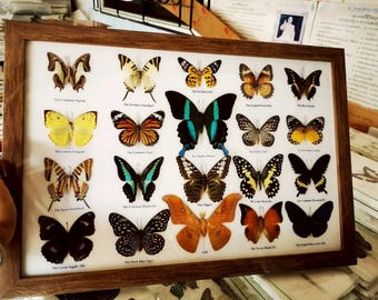 Mix 20 Beautiful Thai Butterfly Insect Taxidermy Entomology Frame Display Home Decor-Blumer