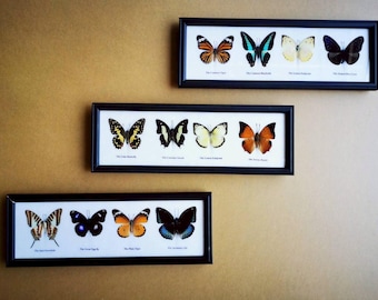 3 x Set Mix Real Butterfly Taxidermy Insect Wood Frame Display Home Decor-Horizontal Frame