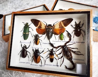 Set Mix Beetle Insect fulgora candelaria Taxidermy Entomology Wood Box Display Home Decor