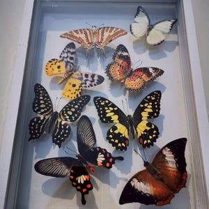 Può includere: Una collezione di farfalle conservate esposte in una cornice bianca. Le farfalle presentano una varietà di colori e motivi, tra cui giallo, nero, arancione e marrone. La disposizione è un elemento decorativo.