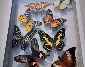 Real 8 Mix Thai BUTTERFLY Taxidermy Insect Display Double Acrylic Glass Frame